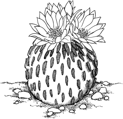 Pelecyphora Aselliformis Or Peyotillo Cactus Coloring Page